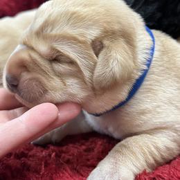 Yellow Male - Yellow male Labrador Retriever puppy in Beaverdam, Virginia from Gold Heart Labradors