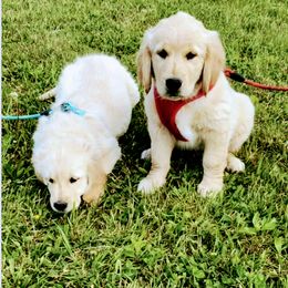 Golden Retriever Puppies from Wilkinson’s Wonders