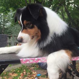 Australian Shepherds from Makaraena
