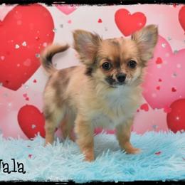 Nala - Merle female Chihuahua puppy in Demorest, Georgia from Sourpatch Chihuahuas