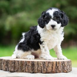 Oliver - Black and white male Cockapoo puppy in Seattle, Washington from Sweet Home Doodles