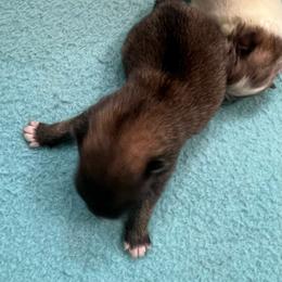 Paris - Cream sable female Pomeranian puppy in Arizona from Ma Petite Amore Pomeranians