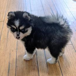 Barry - Black and white male Pomsky puppy in Charlotte, Michigan from Moore Pomskies