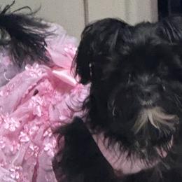 Maltese, Maltipoos, Morkies, and Yorkshire Terriers from Cocktail Puppies