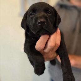1st Girl - Black female Labrador Retriever puppy in Decatur, Indiana from Sporting Ridge K9’s
