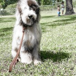 American Bully, Bernedoodle, Poodle, Sheepadoodle, and Whoodle Puppies from Wonderland’s Boujie Kennels