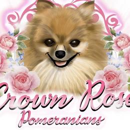 Pomeranians from Crown Rose Pomeranians