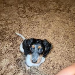 Dottie aka dot - Piebald female Dachshund puppy in North Fort Myers, Florida from Trust Fund Devil Kennel