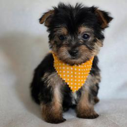Olive's Boy 2 - Black and tan male Yorkshire Terrier puppy in Aiken, South Carolina from Sio's Yorkies