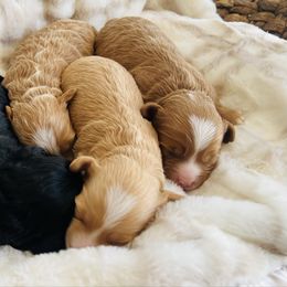 Benny- - Apricot male Havapoo puppy in Spokane, Washington from Havaluv Puppies