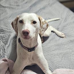 Viva - White and orange female Dalmatian puppy in Conrath, Wisconsin from JSF Dalmatians LLC
