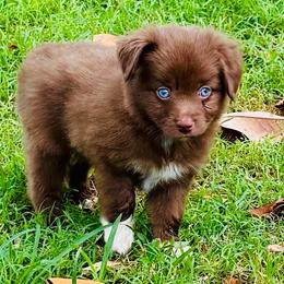 Red bi blue eyes - Red & white male Toy Australian Shepherd puppy in Oklahoma City, Oklahoma from Faith River Aussies
