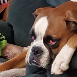 Boxers from Beverly Robinson