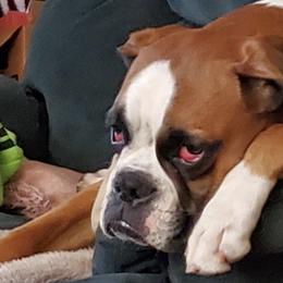 Boxers from Beverly Robinson