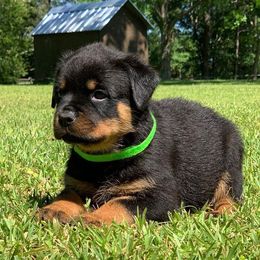 German Shepherds and Rottweilers from Dreamweaver Kennels