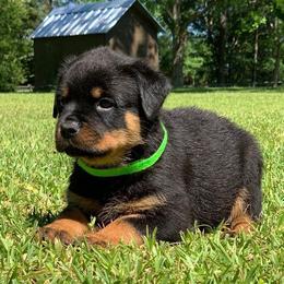 German Shepherds and Rottweilers from Dreamweaver Kennels