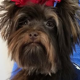 Maltese and Yorkshire Terrier Puppies from Precious Paws Maltese and Yorkies