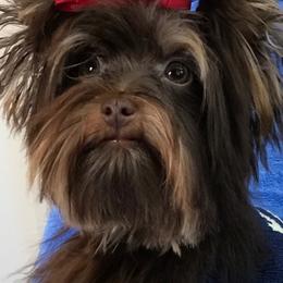 Maltese and Yorkshire Terrier Puppies from Precious Paws Maltese and Yorkies