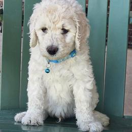 CAPTAIN - White male Poodle puppy in Aurora, Colorado from Simply Amazing Doodles