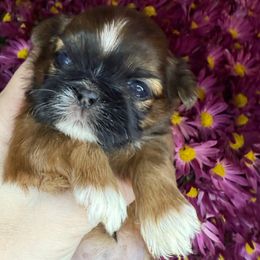 Princess Lolly - Red female Shih Tzu puppy in Russellville, Kentucky from The Patriot Tzu
