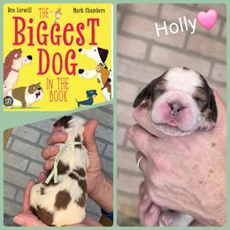 Holly - Liver and white female English Springer Spaniel puppy in Freeland, Michigan from McNally's Springer Spaniels