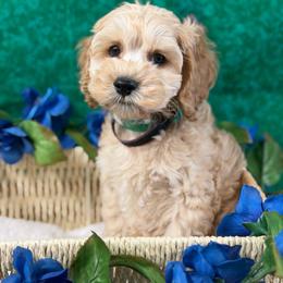 Giselle Boy 2 green - Golden male Cockapoo puppy in Haines City, Florida from Camic Cockapoos