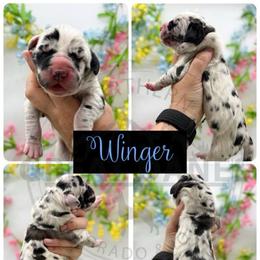 Winger - Harlequin male Great Dane puppy in Sac City, Iowa from Northern Great Danes of Colorado & Iowa