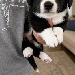 Bronc - Black and white male Cardigan Welsh Corgi puppy in Kerens, West Virginia from Leather & Lace