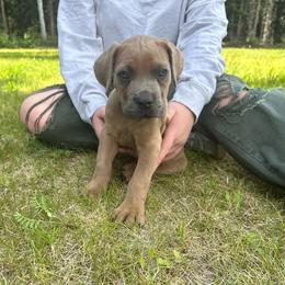 Summit - Fawn male Cane Corso puppy in Delta Junction, Alaska from Last Frontier Cane Corsos