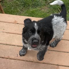Dark green - Sporty Mix puppy in Ferndale, Washington from Juanita’s Springers
