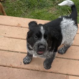 Dark green - Sporty Mix puppy in Ferndale, Washington from Juanita’s Springers