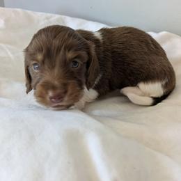Indigo- 2675 - Piebald male Dachshund puppy in Sonora, Kentucky from Maple Hill Miniature Dachshunds
