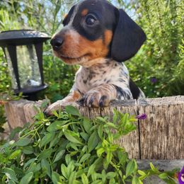 Dachshund Puppies from Bluegum Dachshunds