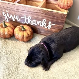 Girl 3 - German Shepherd puppy in Grand Rapids, Michigan from Redmond German Shepherds