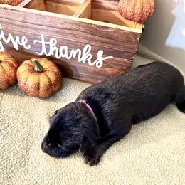 Girl 3 - German Shepherd puppy in Grand Rapids, Michigan from Redmond German Shepherds