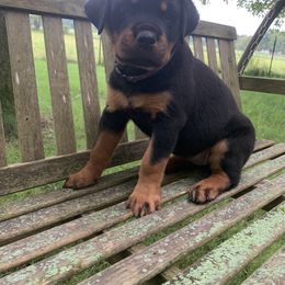 Girl 3 - Black and mahogany Rottweiler puppy in Middlebury, Indiana from Odyssey Rottweilers