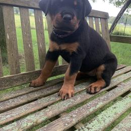 Girl 3 - Black and mahogany Rottweiler puppy in Middlebury, Indiana from Odyssey Rottweilers