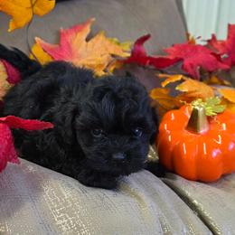 Conway Twitty - Black male Shihpoo puppy in Delphos, Ohio from Route 66 Puppies