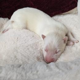 Male 1 - White male Siberian Husky puppy in Coshocton, Ohio from Wyant Farms