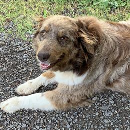 Georgia - Australian Shepherd