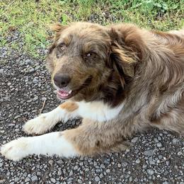 Georgia - Australian Shepherd