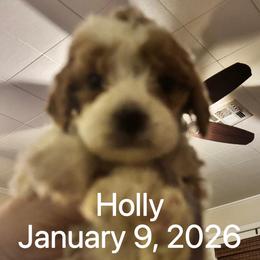 Holly - Light Purple Female - Parti female Goldendoodle puppy in Eunice, Louisiana from Maison De Pawz