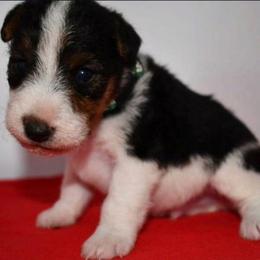Benny - White black and tan male Wire Fox Terrier puppy in Draper, Virginia from Shady Oaks WFT