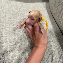 Yellow - Apricot female Goldendoodle puppy in Bakersfield, California from Lavish Doodles