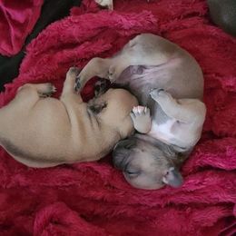 French Bulldog Puppies from JSM Industries LLC DBA French Kisses of Texas