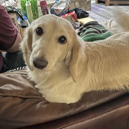 Nathan - Dachshund