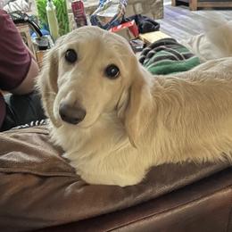 Nathan - Dachshund