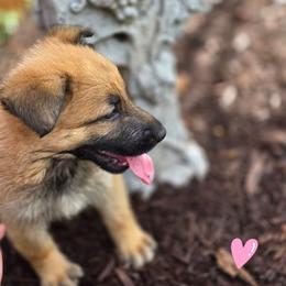 Niobe - Sable female German Shepherd puppy in Leon, West Virginia from Heart2Heart Kennels