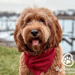 Jersey - Goldendoodle