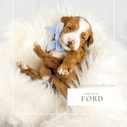 F O R D - Red  male Goldendoodle puppy in Cedar City, Utah from Cedar Doodles- Home of the Teddybear Goldendoodle